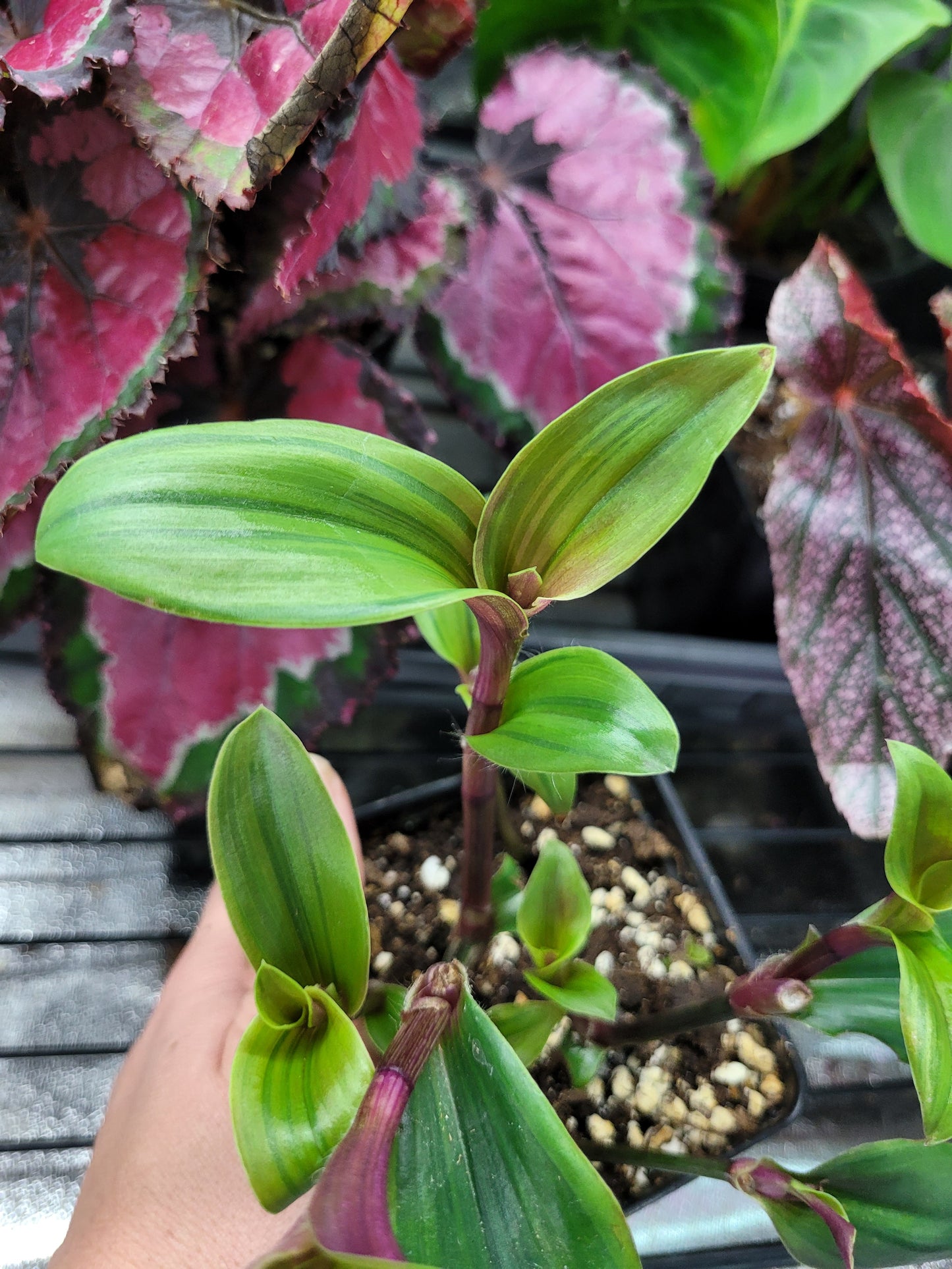 Tradescantia cerinthoides ‘Limelight’