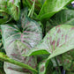 Syngonium Podophyllum ‘Confetti’