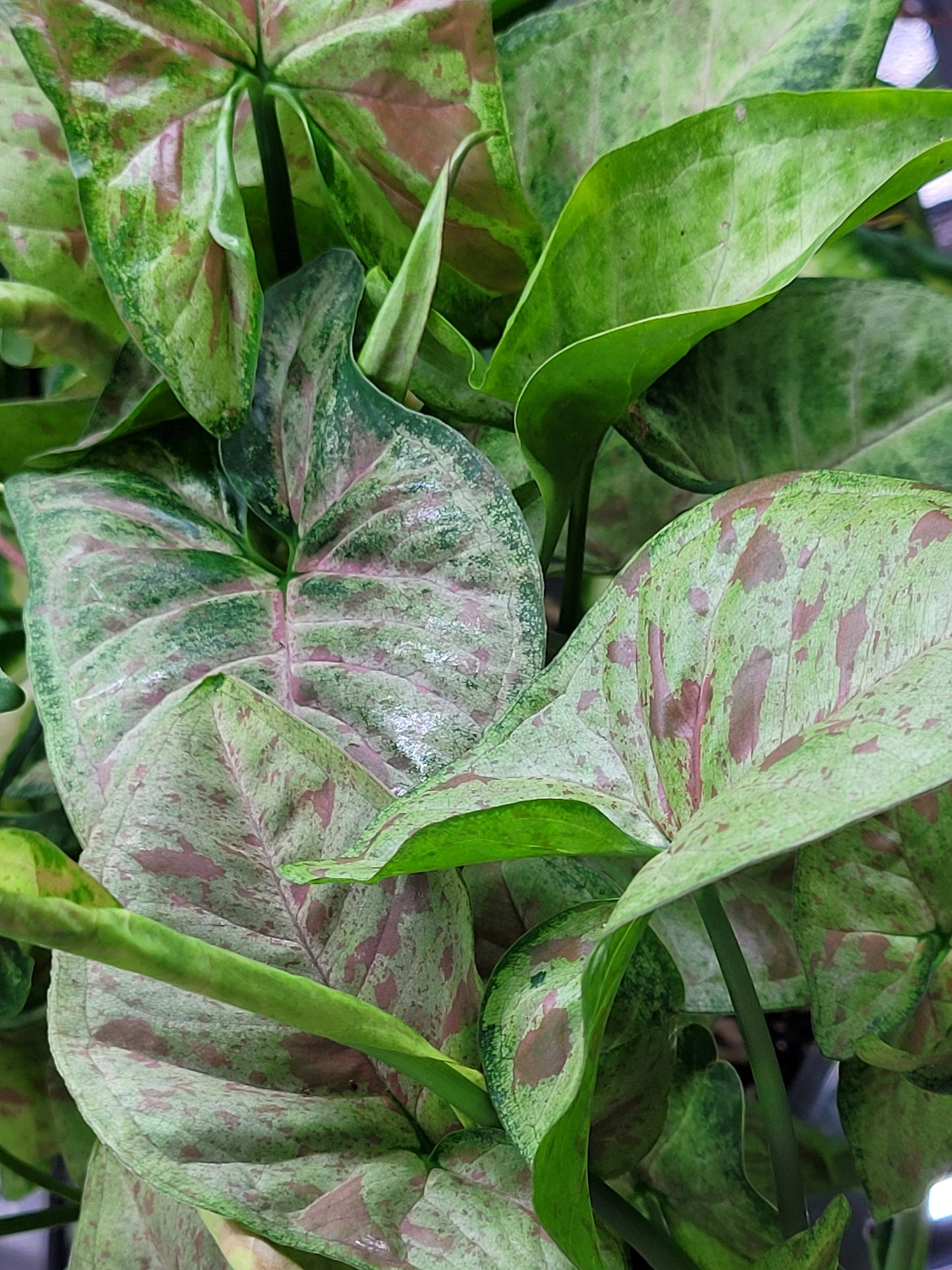 Syngonium Podophyllum ‘Confetti’