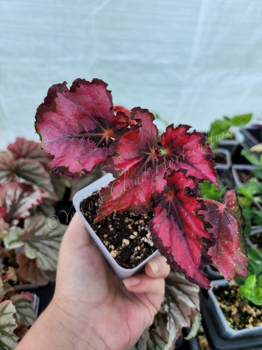 Begonia Rex ‘Harmony’s Red Robin’