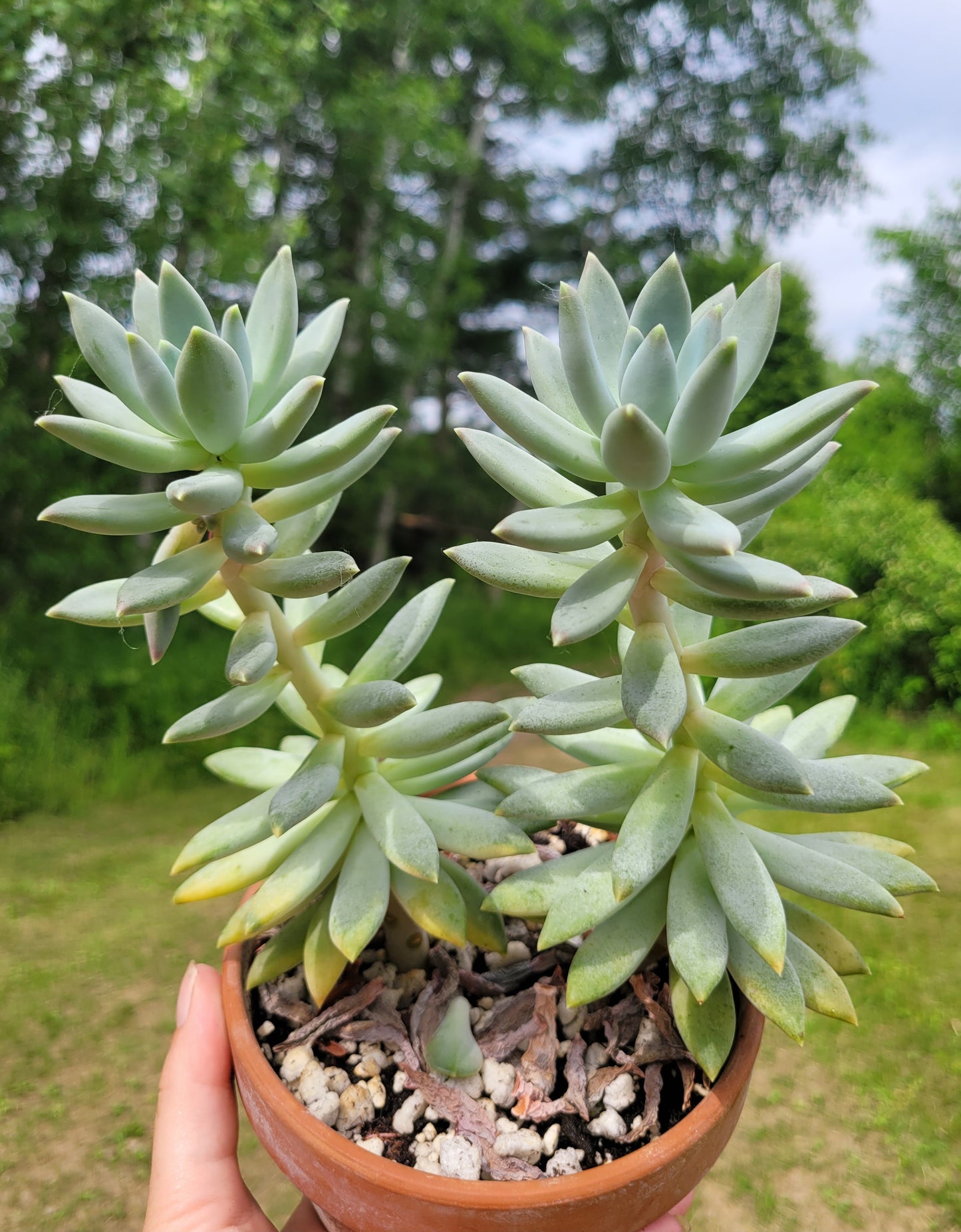 Pachyphytum ‘Moon Silver’