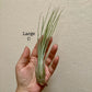 Large Air Plant