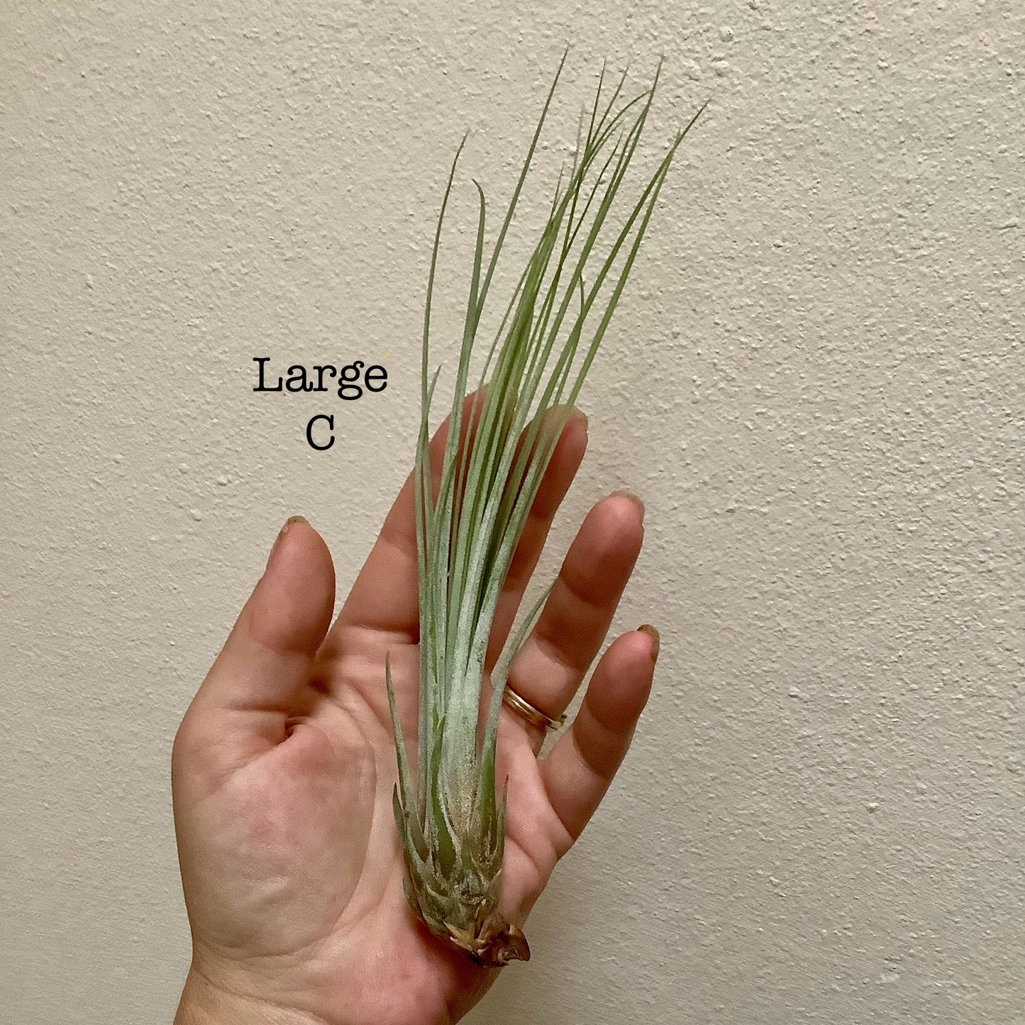 Large Air Plant