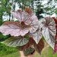 Angel Wing Begonia ‘Miss Mummy’