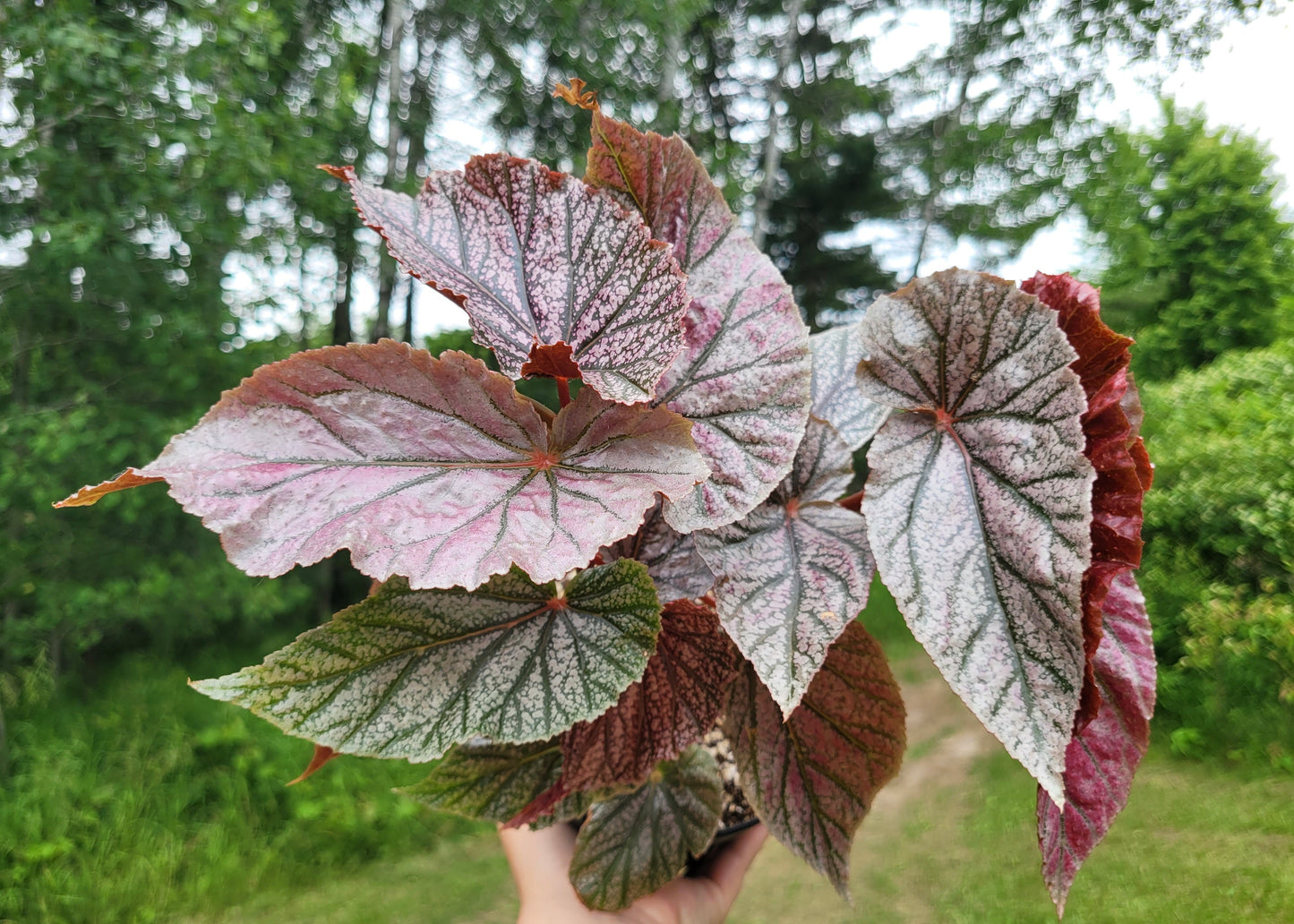 Angel Wing Begonia ‘Miss Mummy’