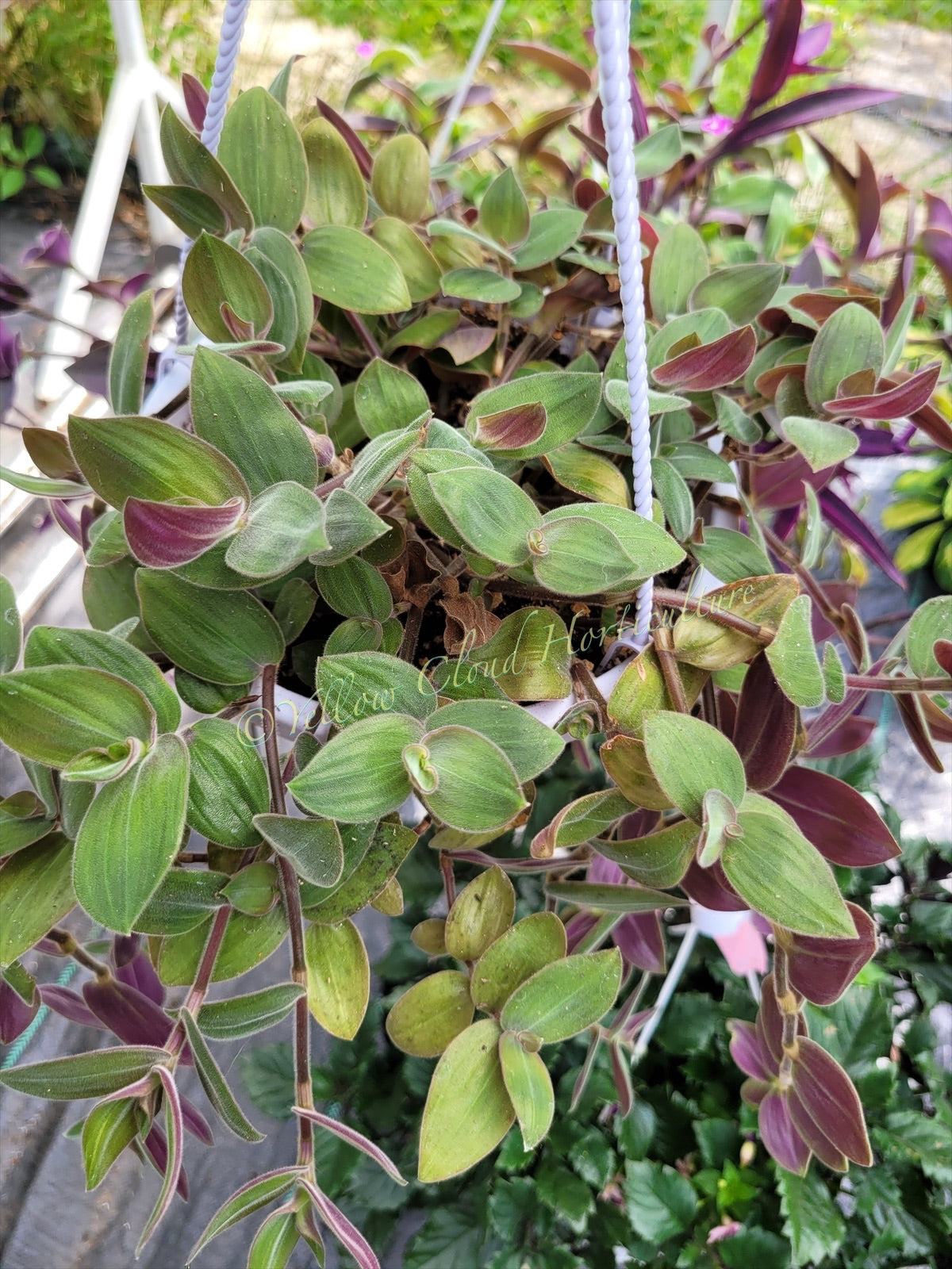 Tradescantia Chrysophylla ‘Baby Bunny Bellies’