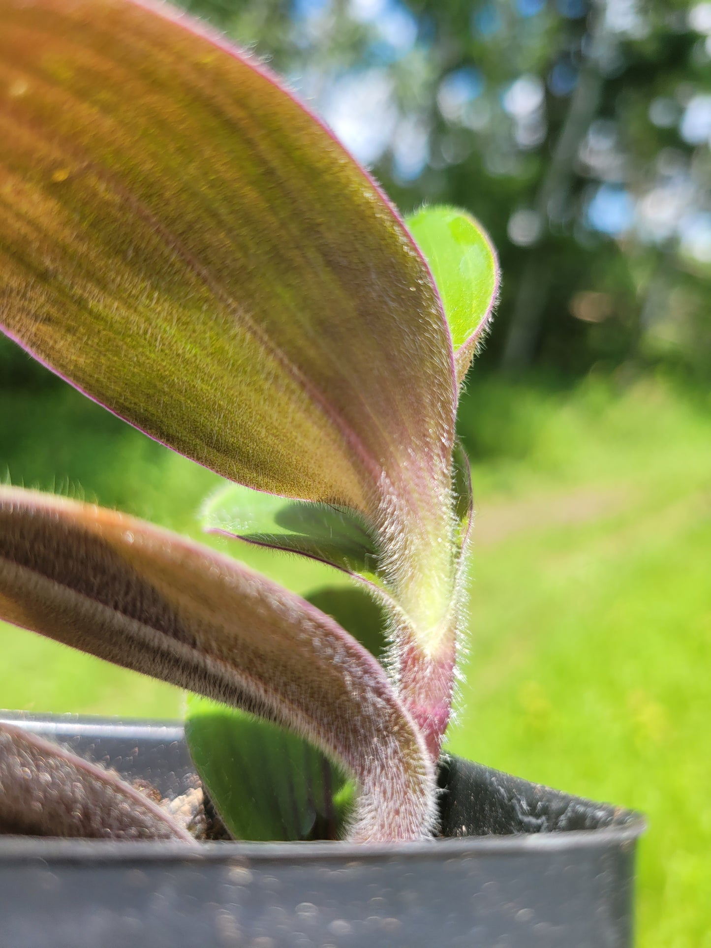 Tradescantia Cerinthoides ‘Red Hill’