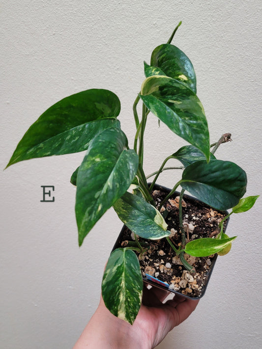 Epipremnum pinnatum ‘Albo-Variegata’