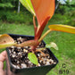 Philodendron Erubescens Prince of Orange