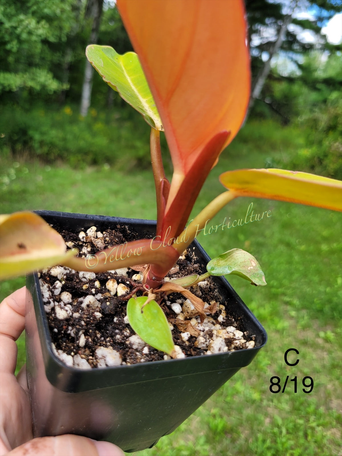 Philodendron Erubescens Prince of Orange