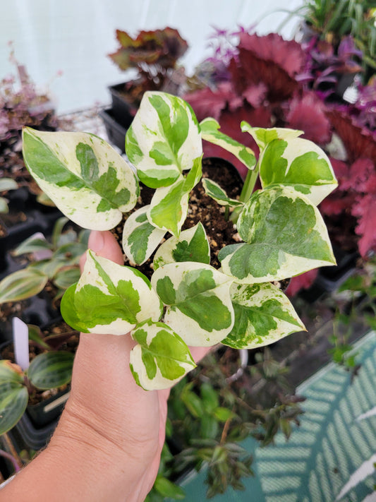 Epipremnum aureum ‘NJoy’ Pothos
