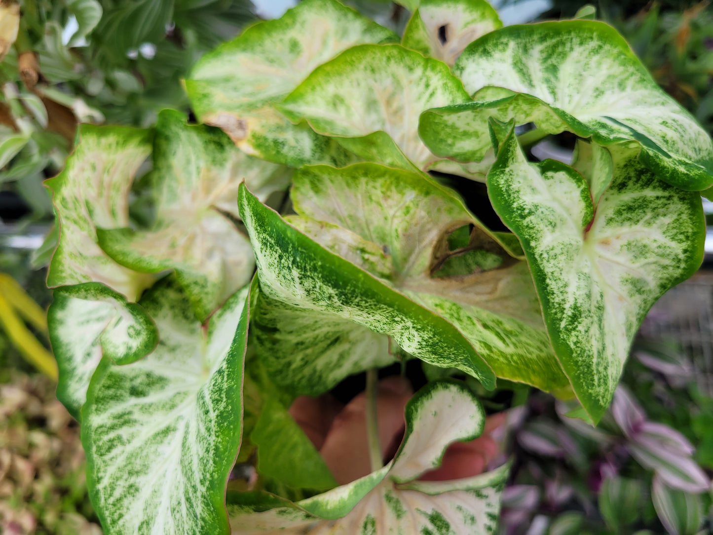 Caladium ‘Diamond White’