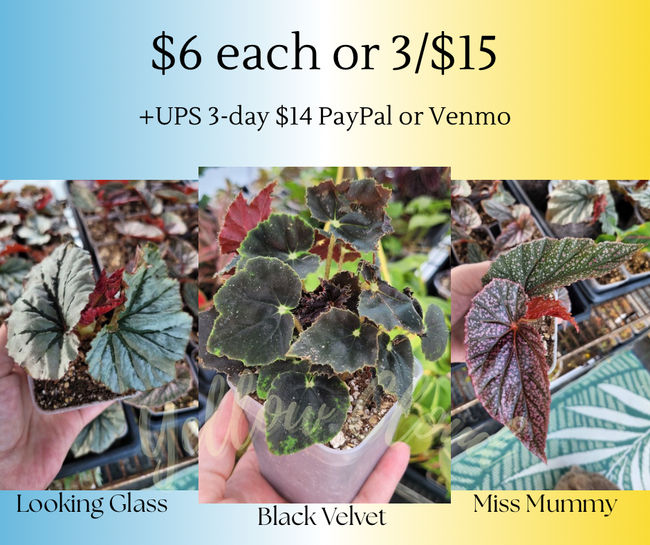 Begonia ‘Looking Glass’ and/or ‘Miss Mummy’