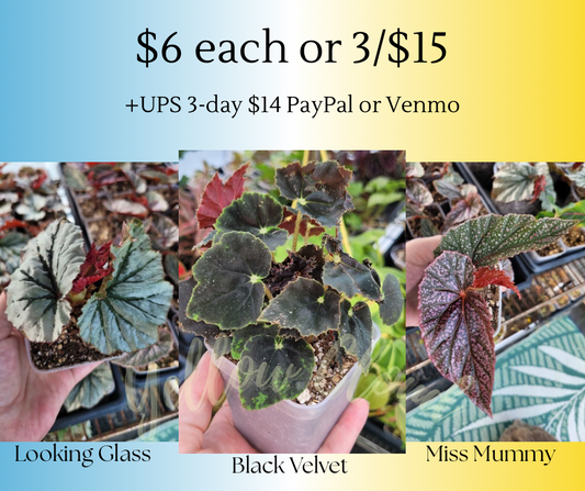 Begonia ‘Looking Glass’ and/or ‘Miss Mummy’
