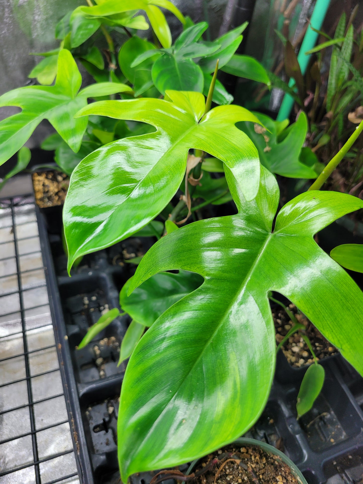Philodendron squamiferum x pedatum ‘Florida Ghost’ “Mint”