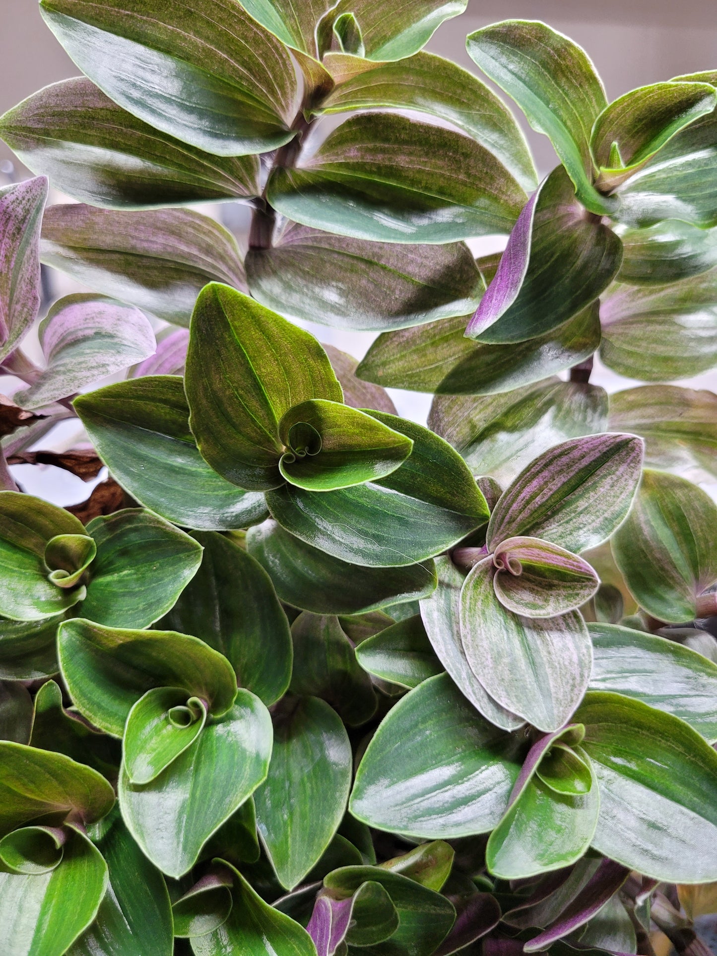 Tradescantia Continental ‘Sweet Tabby’