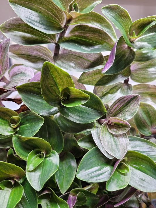 Tradescantia Continental ‘Sweet Tabby’