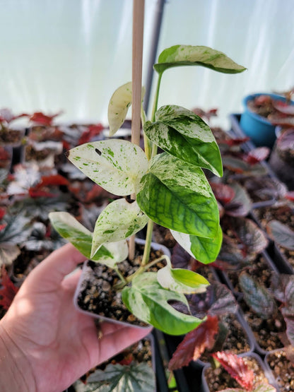 Epipremnum pinnatum ‘Marble’