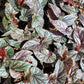 Angel Wing Begonia ‘Miss Mummy’