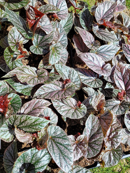 Angel Wing Begonia ‘Miss Mummy’