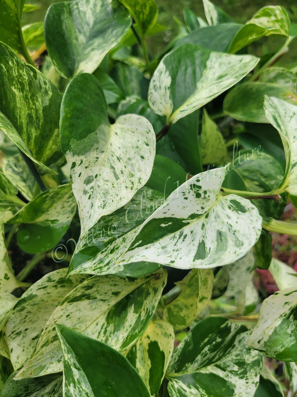 Epipremnum aureum ‘Marble Queen’ Pothos