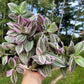 Tradescantia Continental ‘Mini Pink’