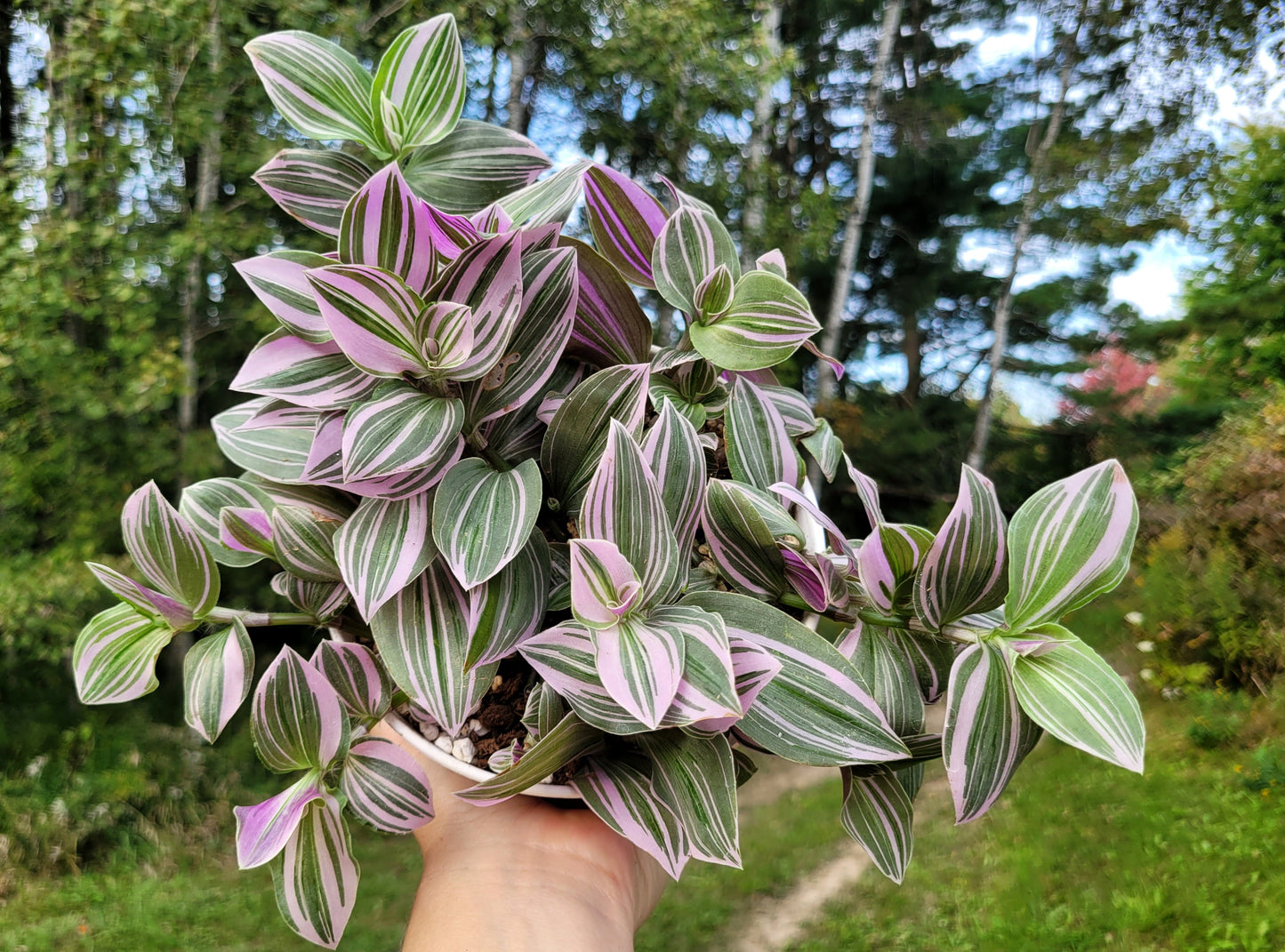 Tradescantia Continental ‘Mini Pink’