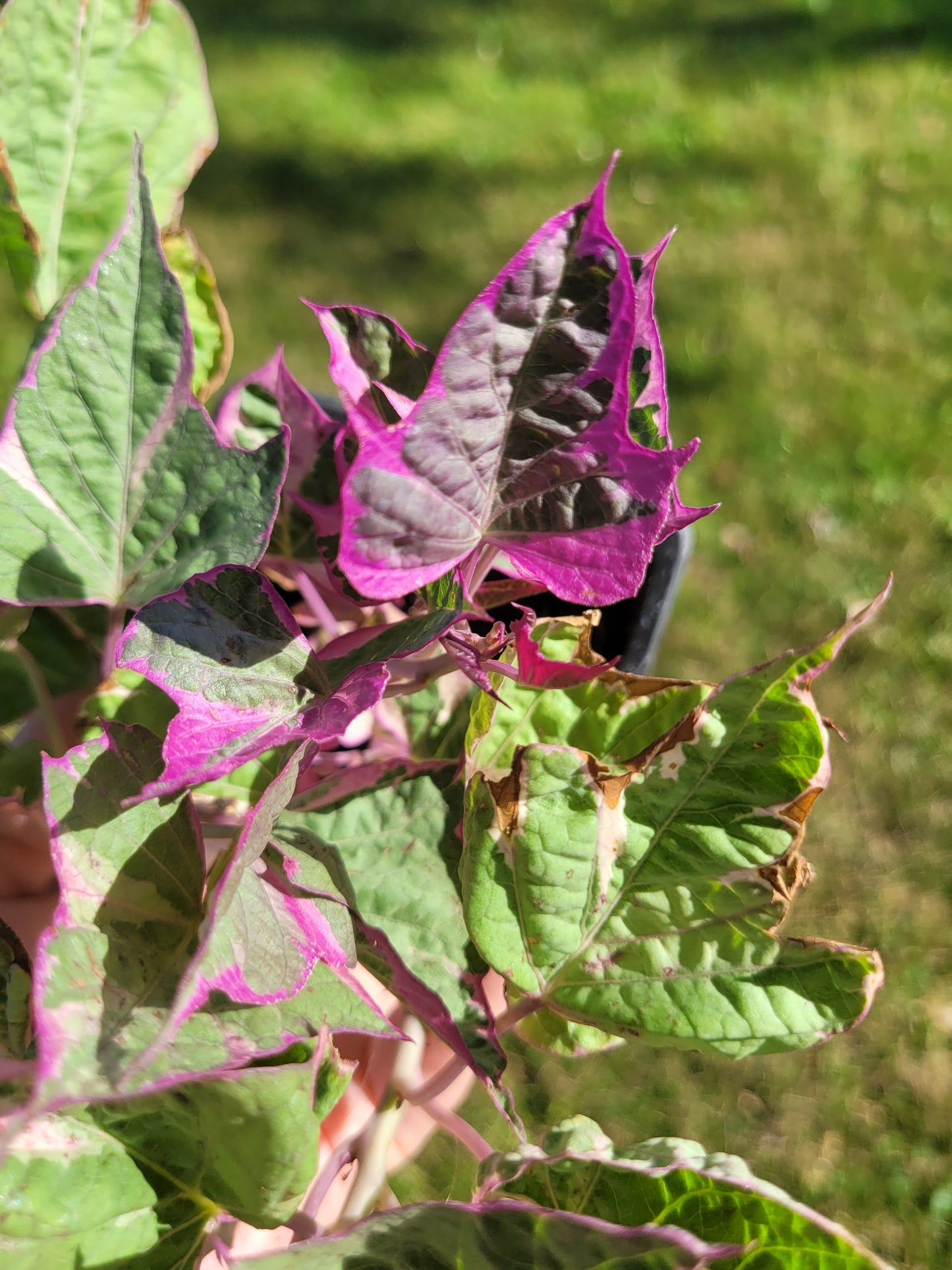 Ipomoea Batatas ‘Tricolor’ (Variegated sweet potato vine)
