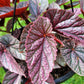 Angel Wing Begonia ‘Miss Mummy’