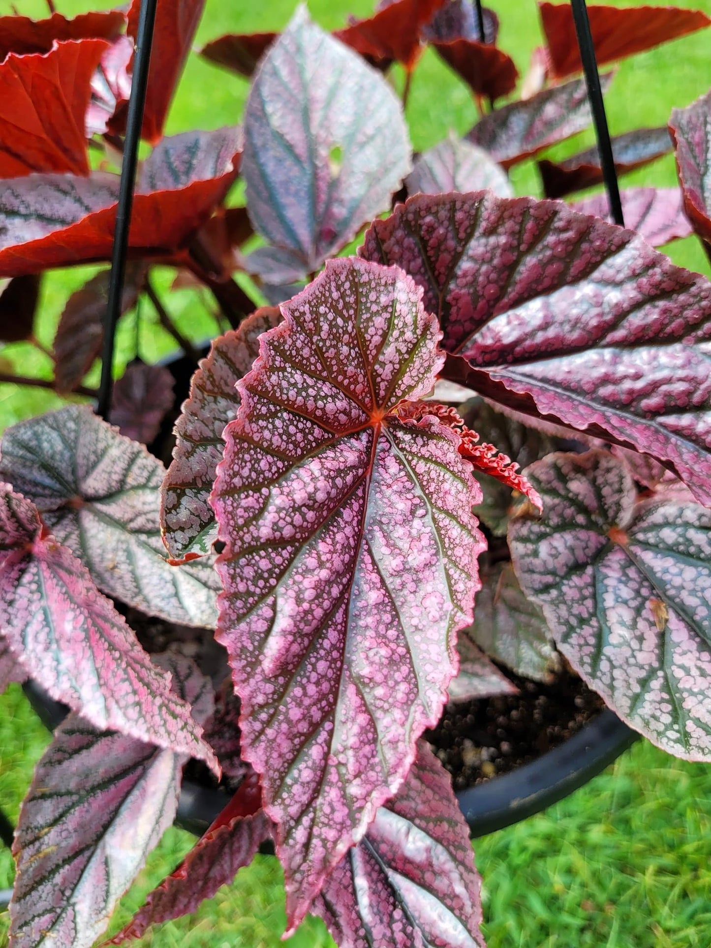 Angel Wing Begonia ‘Miss Mummy’