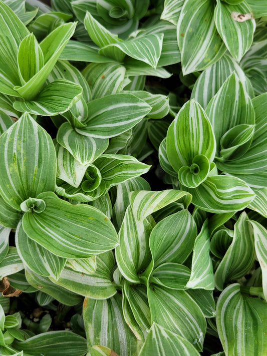 Tradescantia Continental ‘Albovittata’