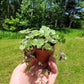 Callisia Repens ‘Minima’ (“Turtle vine/Bolivian Jew”)