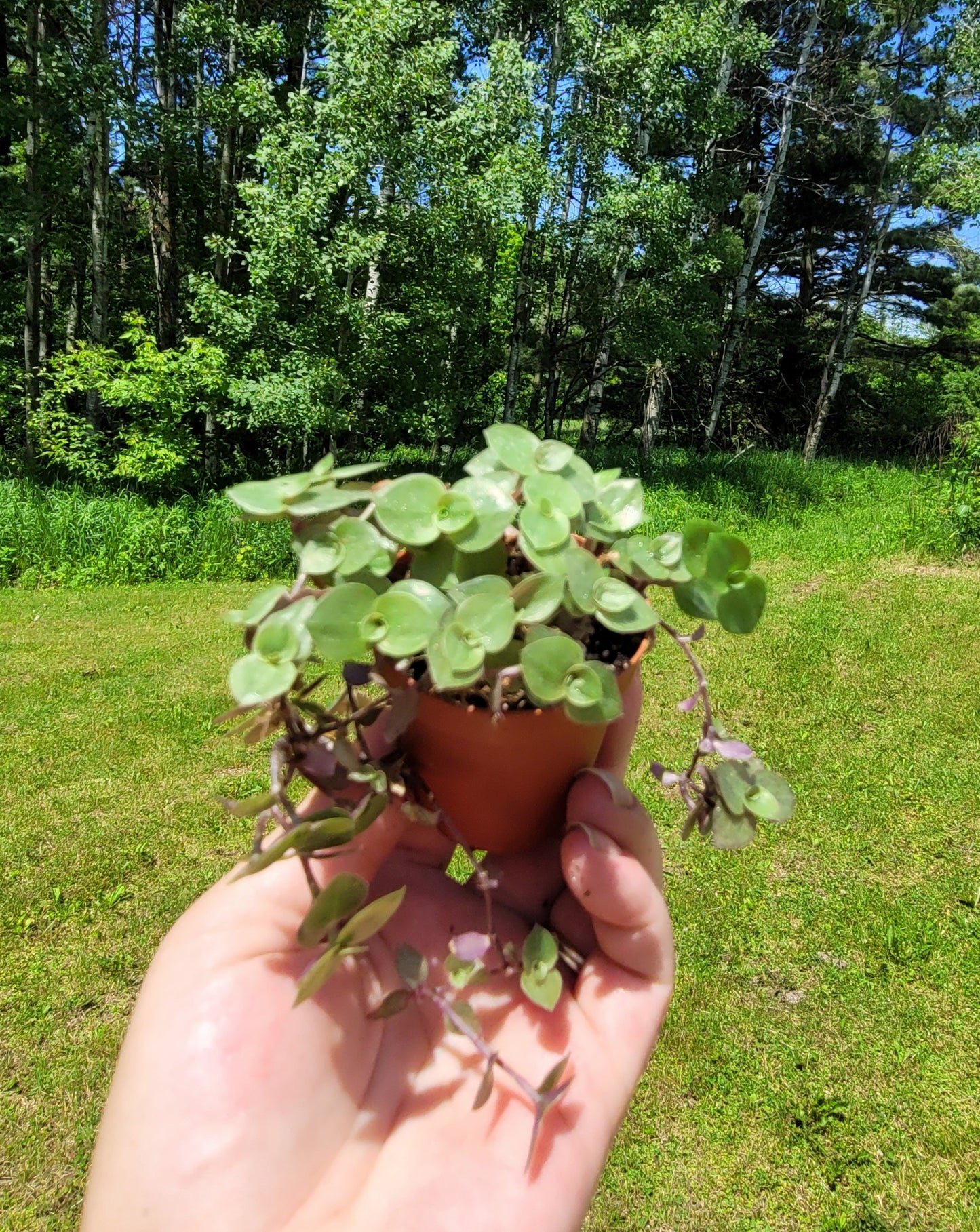 Callisia Repens ‘Minima’ (“Turtle vine/Bolivian Jew”)