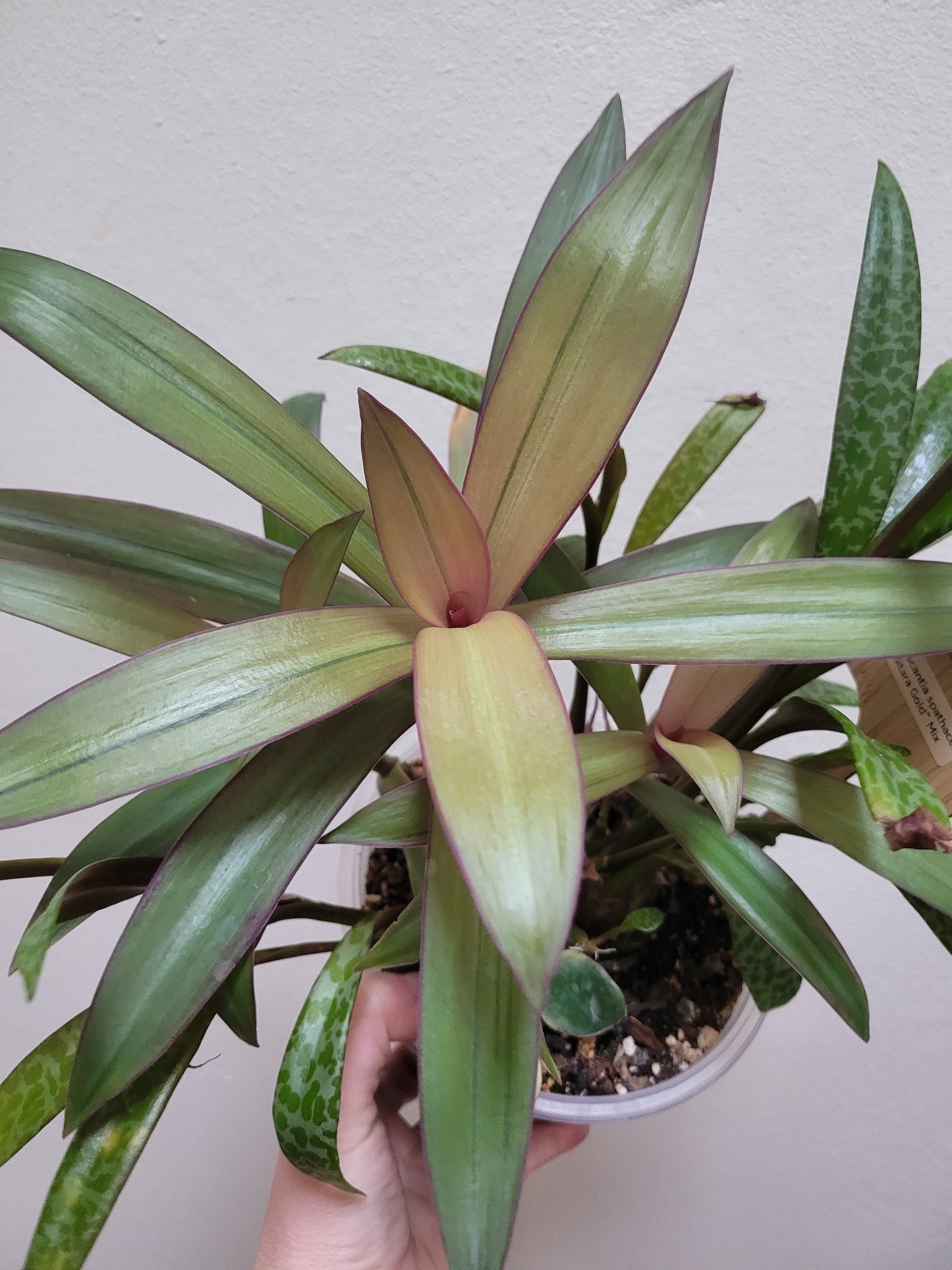 Tradescantia Spathacae ‘Hansoti02’ (aka “Sitara Gold/Amber Waves”)