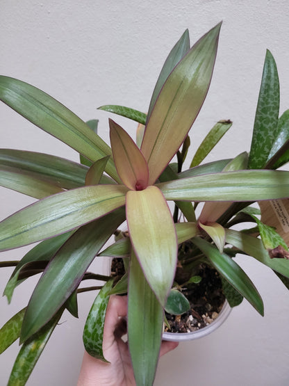 Tradescantia Spathacae ‘Hansoti02’ (aka “Sitara Gold/Amber Waves”)