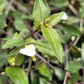 Gibasis Pellucida (Tahitian Bridal Veil)