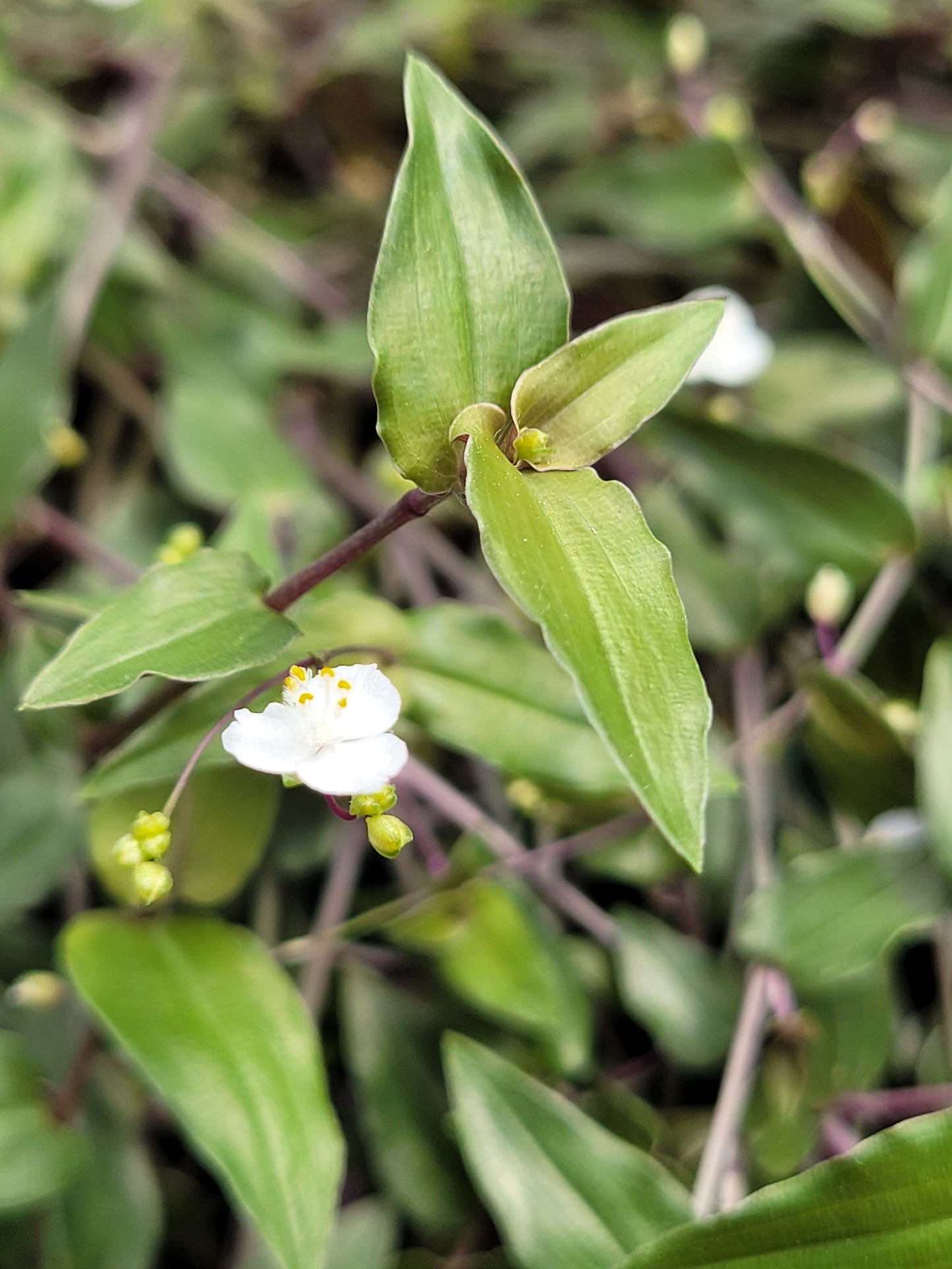 Gibasis Pellucida (Tahitian Bridal Veil)