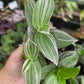 Tradescantia Fluminensis ‘Lavender’