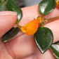 Nemantanthus Gregarius ‘Black Gold’ (Goldfish plant)