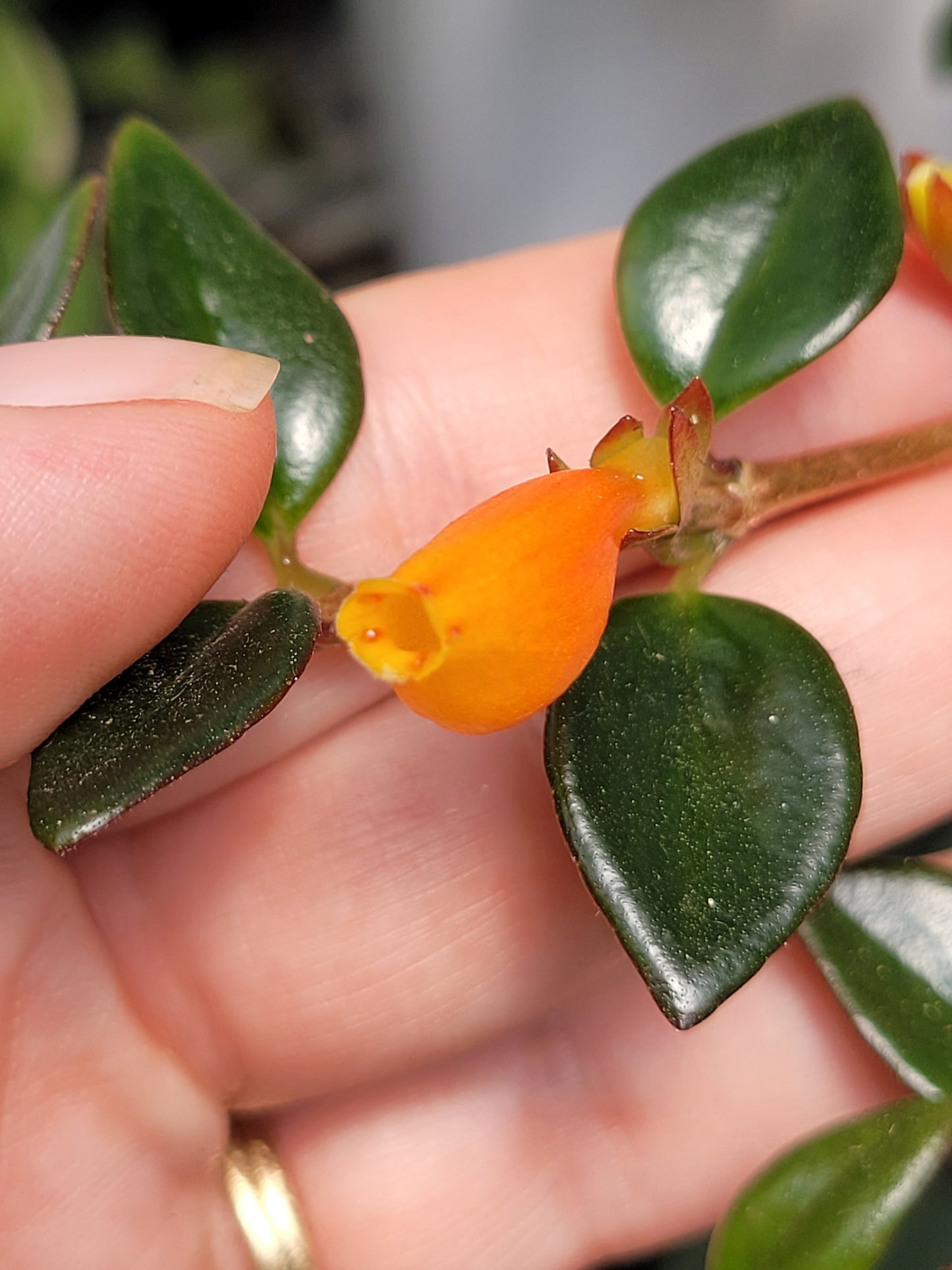 Nemantanthus Gregarius ‘Black Gold’ (Goldfish plant)