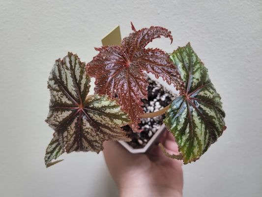 Begonia ‘Gryphon’