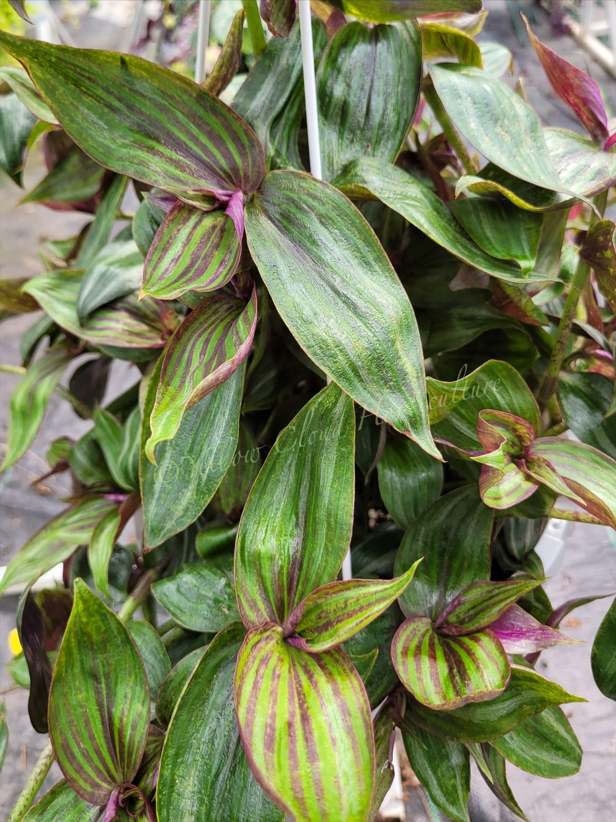 Tradescantia Zebrina ‘Tikal’