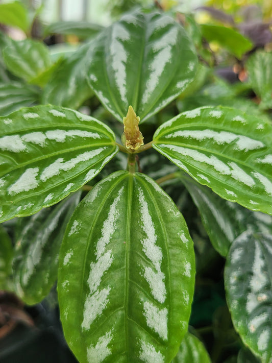 Pilea cadierei “Aluminum plant”