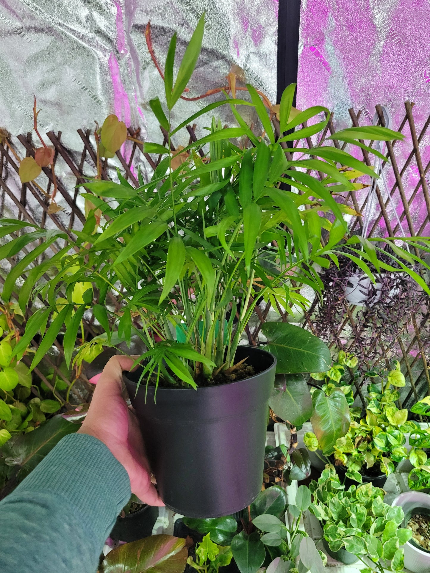 Parlor Palm ‘Neanthe Bella’