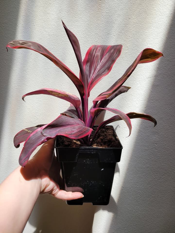 Cordyline fruticosa 'Electra'