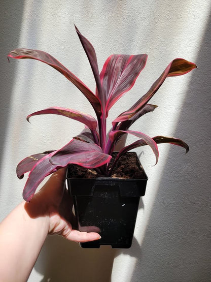 Cordyline fruticosa 'Electra'