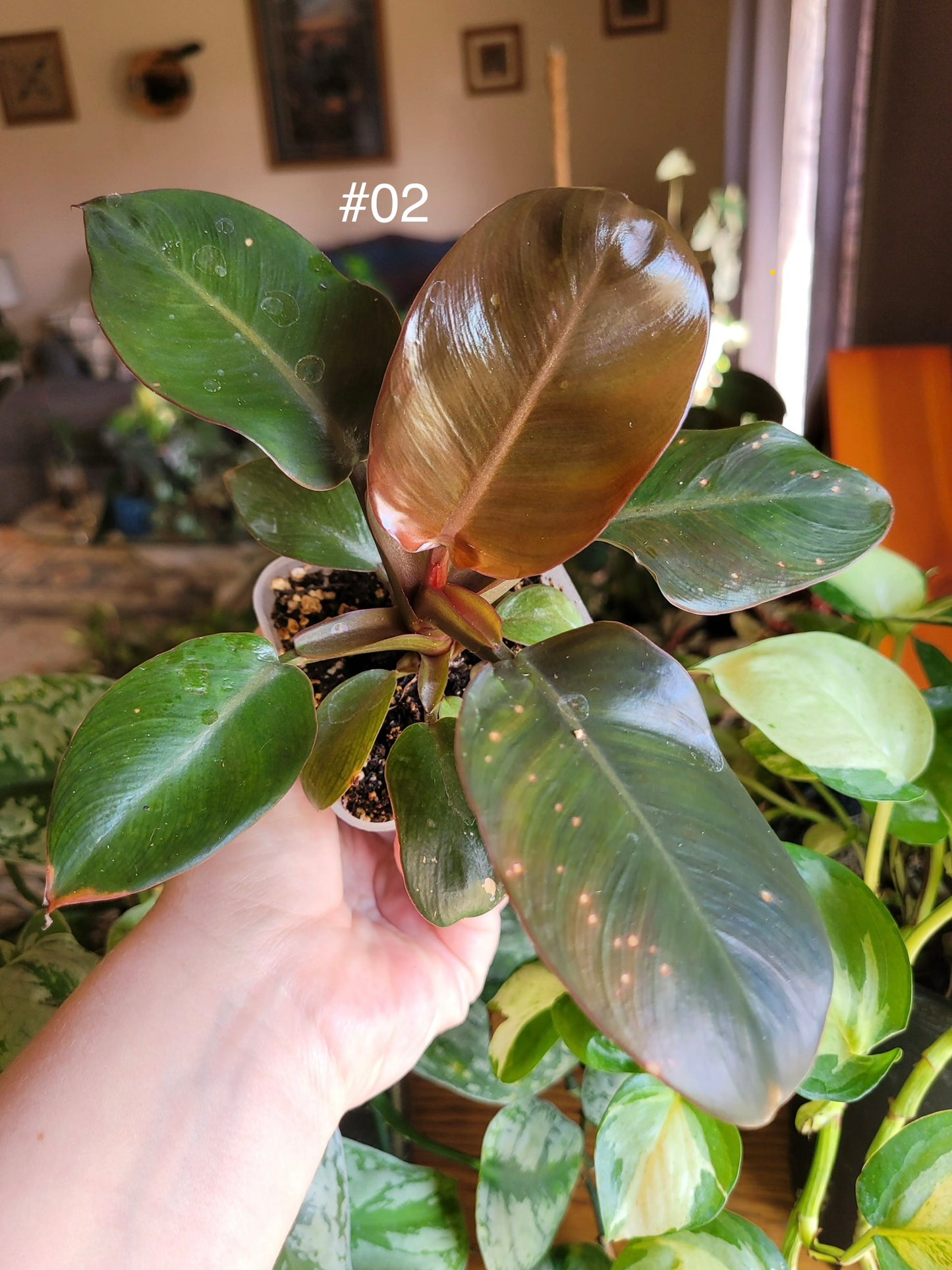 Philodendron ‘Black Cardinal’