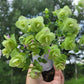 Origanum rotundifolium x scabrum ‘Kent Beauty’ (Ornamental Oregano)