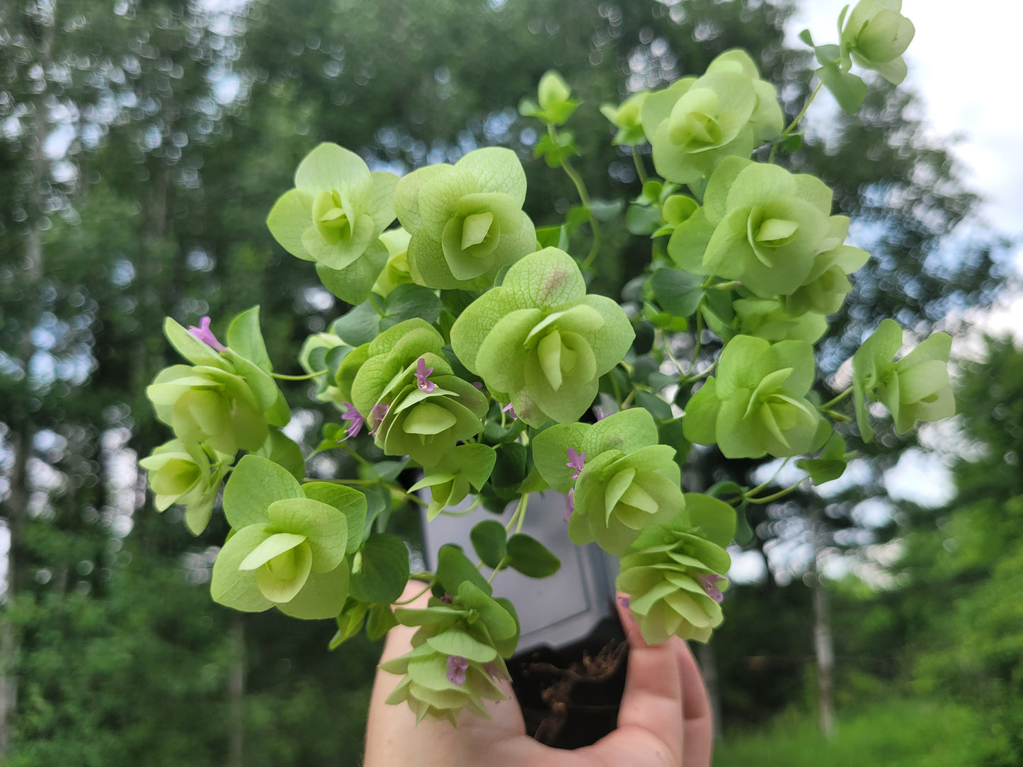 Origanum rotundifolium x scabrum ‘Kent Beauty’ (Ornamental Oregano)