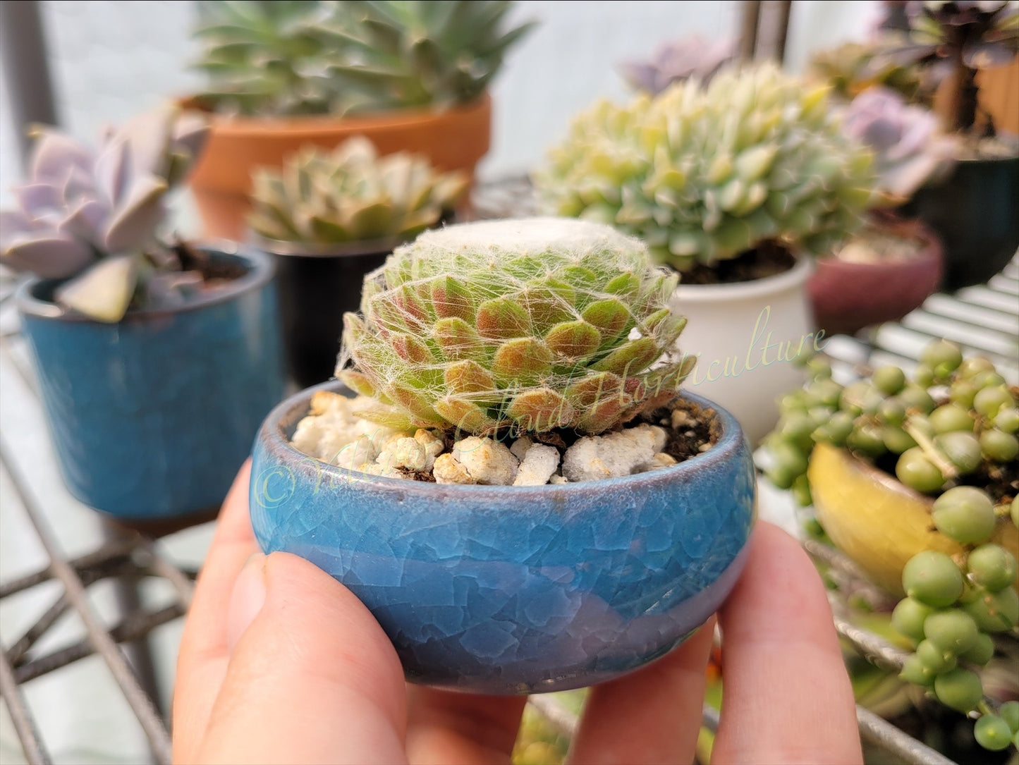 Sempervivum arachnoideum “Cobweb Hen & Chicks”